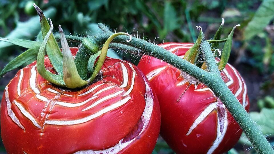 Помидоры могут растрескаться от перепада температур