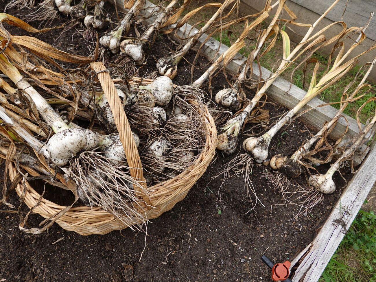 Даже раннеспелые огурцы после чеснока могут дать хороший урожай