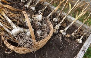 Даже раннеспелые огурцы после чеснока могут дать хороший урожай