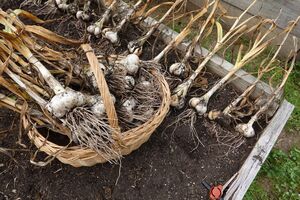 Даже раннеспелые огурцы после чеснока могут дать хороший урожай