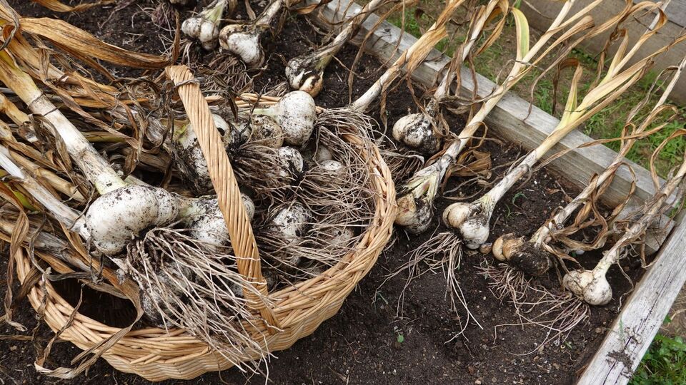 Даже раннеспелые огурцы после чеснока могут дать хороший урожай