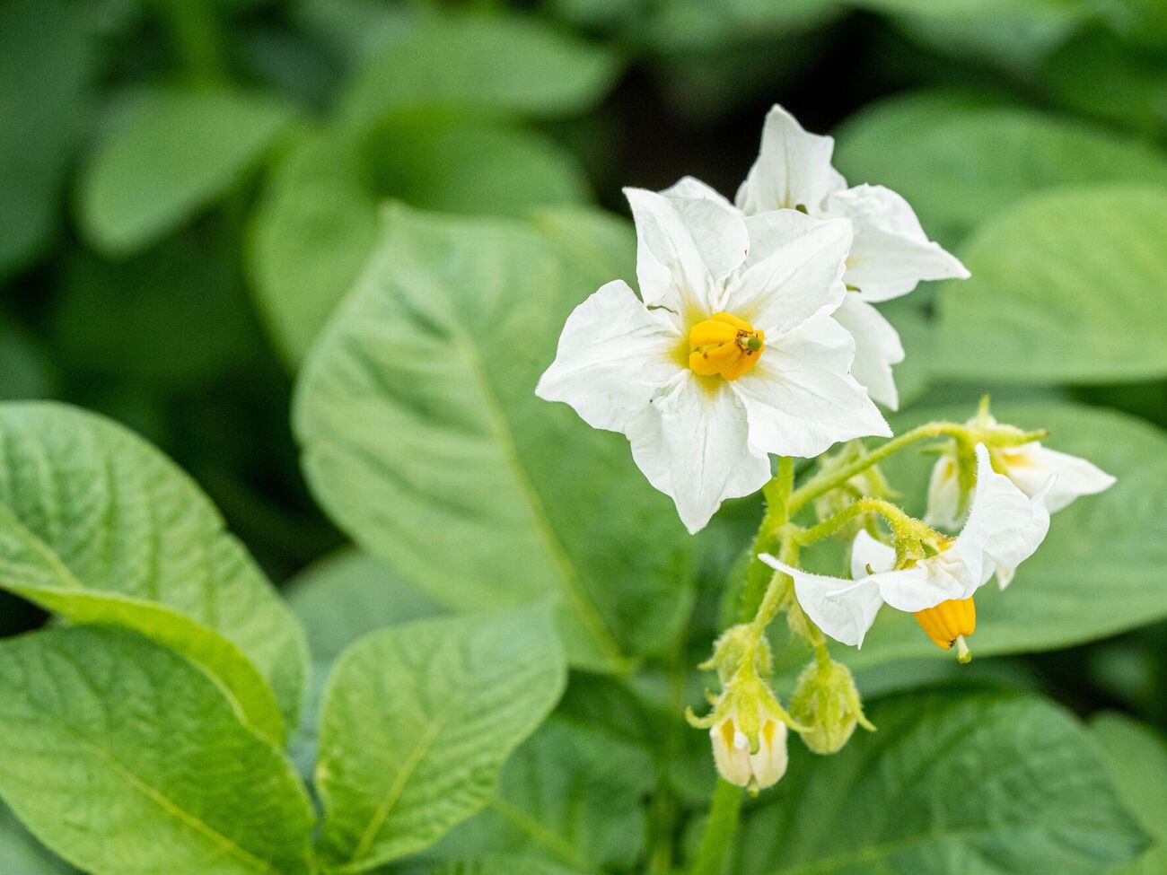 Квіти на картоплі можна не обрізати