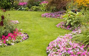 Яєчна шкаралупа наситить поживними речовинами пожовклий газон