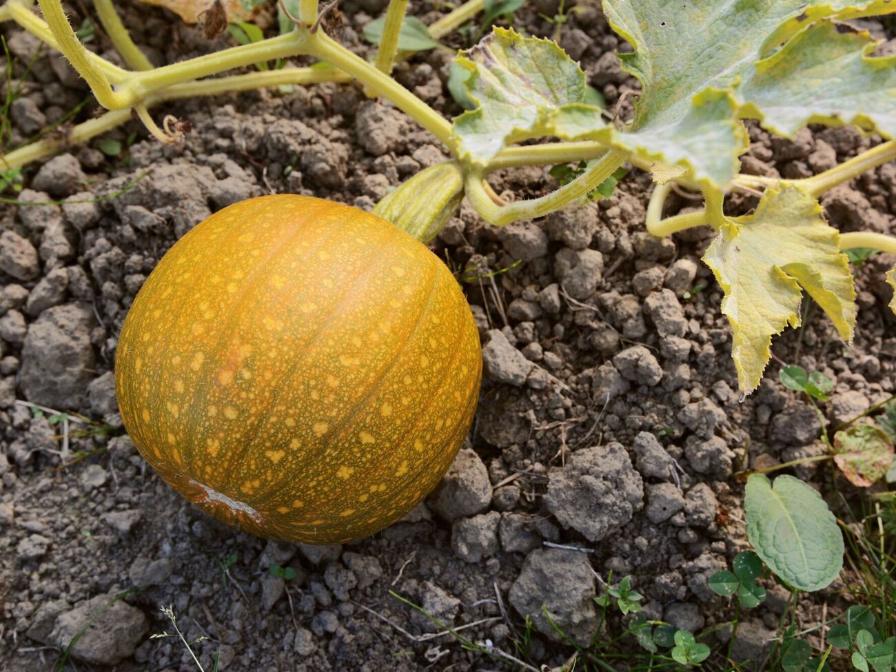 Гарбузи потребують особливого догляду