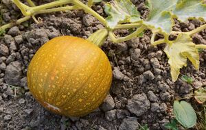 Гарбузи потребують особливого догляду