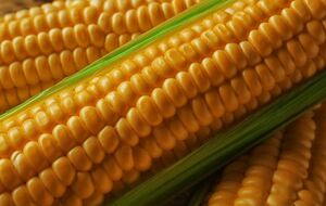 Треба оглянути зерна кукурудзи