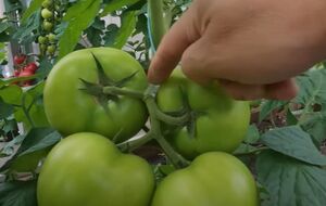 Огородник рекомендует воспользоваться специальными пружинами