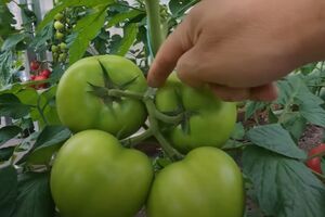 Городник рекомендує скористатися спеціальними пружинами