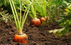 Перед процедурою потрібно буде зволожити землю