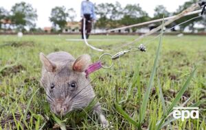 Щури з легкістю виявляють сліди тротилу