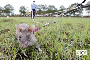 Крысы с легкостью обнаруживают следы тротила