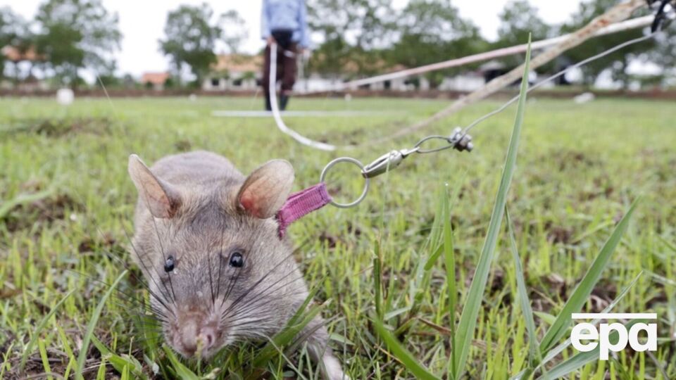 Крысы с легкостью обнаруживают следы тротила