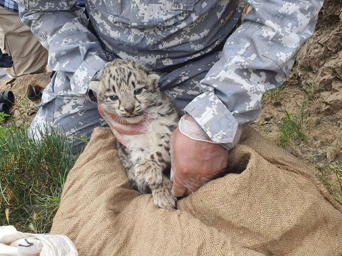 Исследователи выследили, где находится логово с детенышами