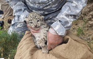 Исследователи выследили, где находится логово с детенышами