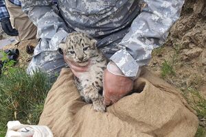 Дослідники вистежили, де розташоване лігво з дитинчатами
