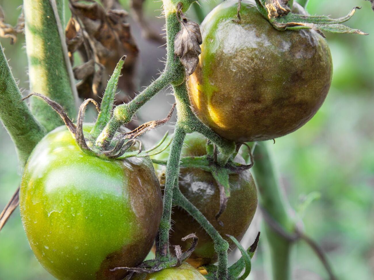 Для борьбы с гнилью следует использовать фунгициды