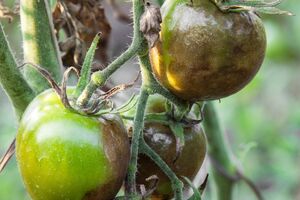 Для борьбы с гнилью следует использовать фунгициды