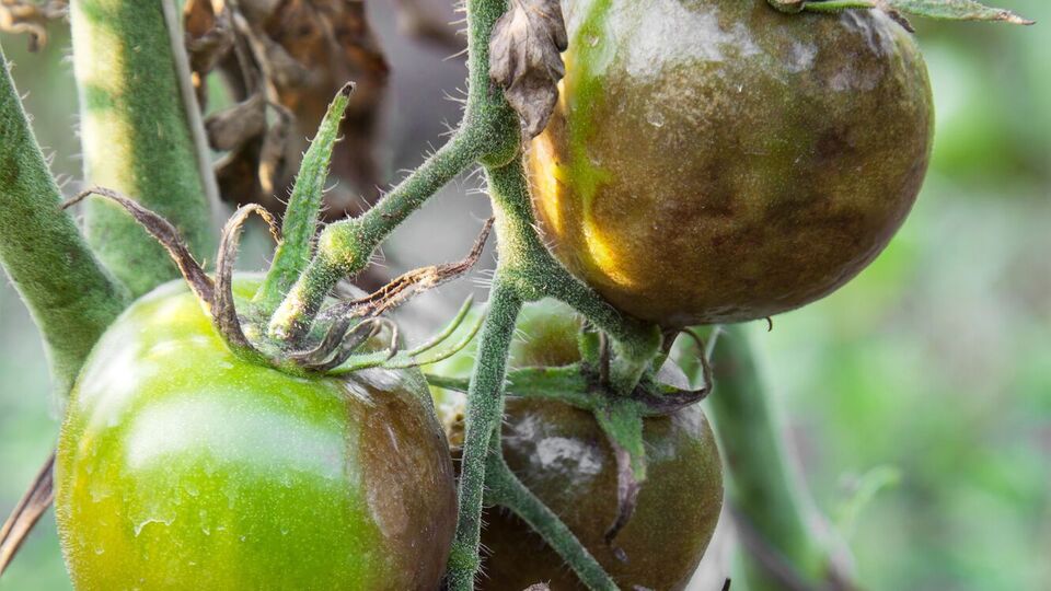 Для борьбы с гнилью следует использовать фунгициды