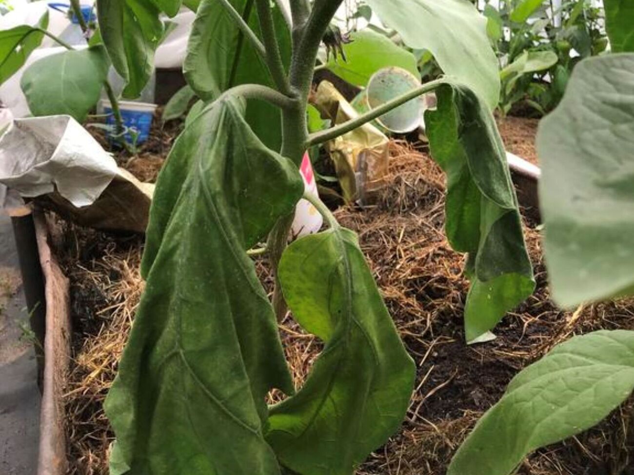 Против фузариоза следует обрабатывать не только растения, но и почву