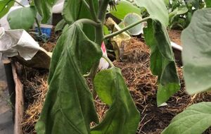 Против фузариоза следует обрабатывать не только растения, но и почву