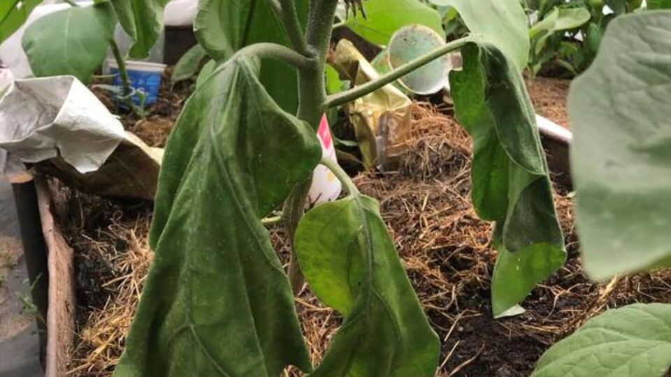 Против фузариоза следует обрабатывать не только растения, но и почву