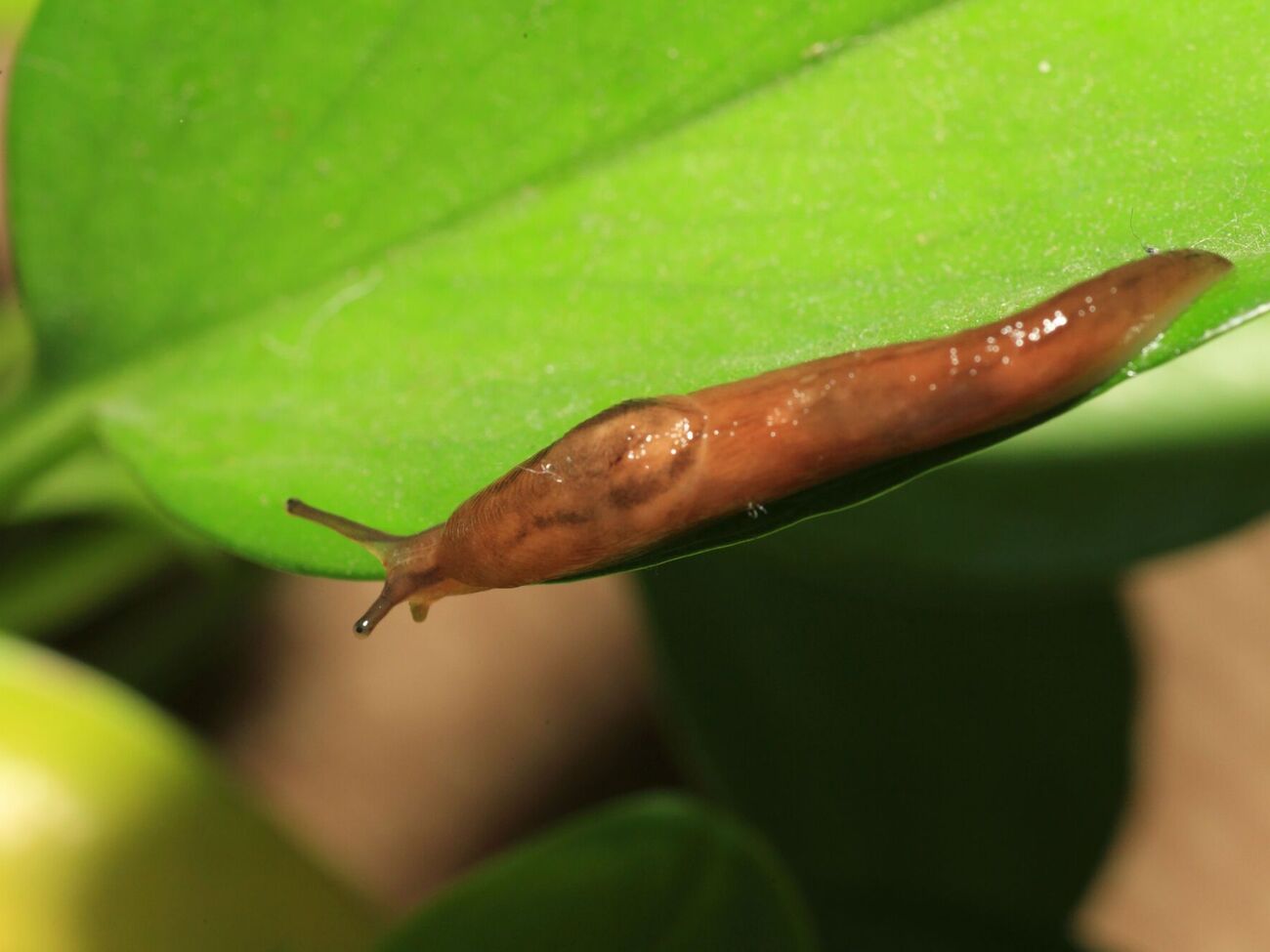 Слизни способны уничтожить урожай
