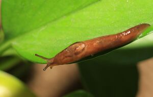 Слизни способны уничтожить урожай