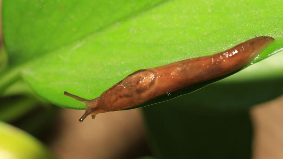 Слизни способны уничтожить урожай