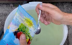 У липні коренеплоди потрібно удобрити фосфорно-калійними добривами