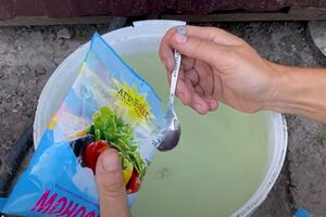 В июле корнеплоды нужно удобрить фосфорно-калийными удобрениями