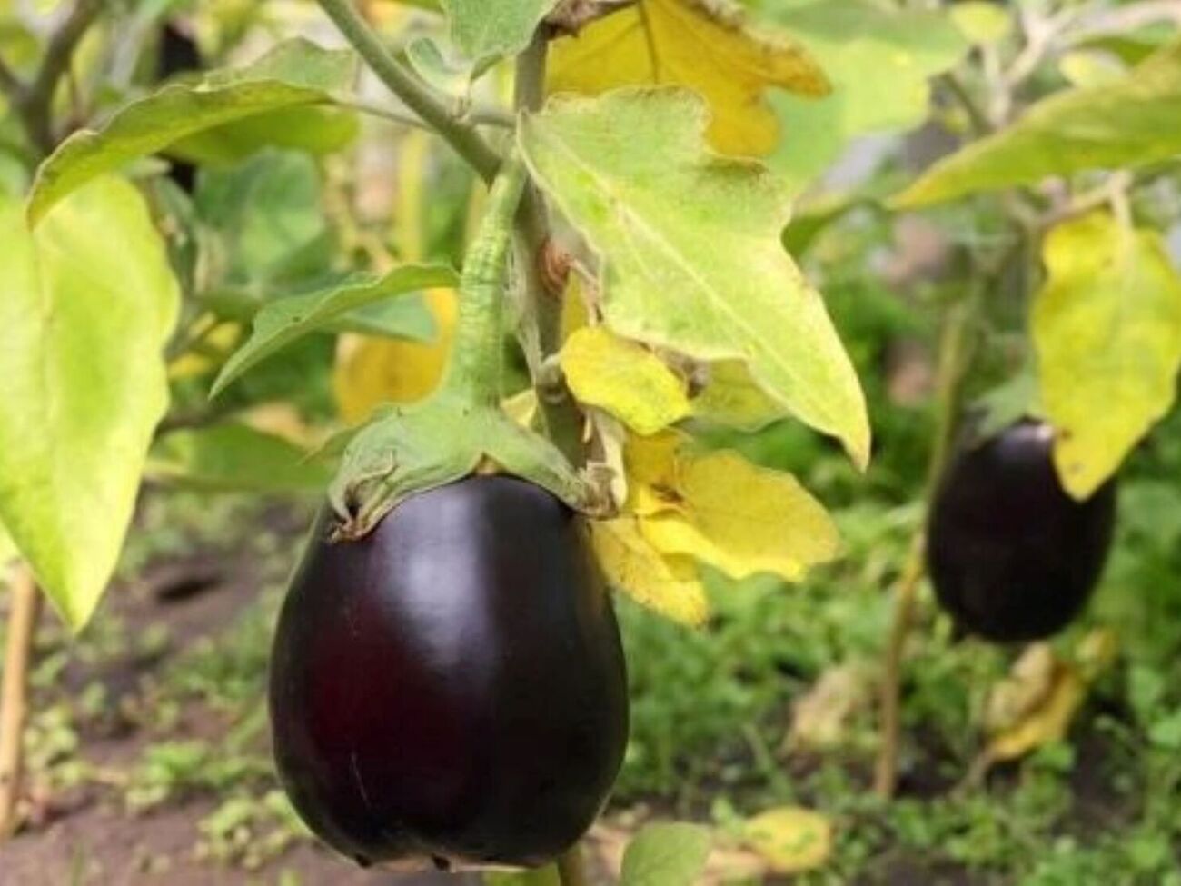 Автор канала советует оборвать поврежденные листья