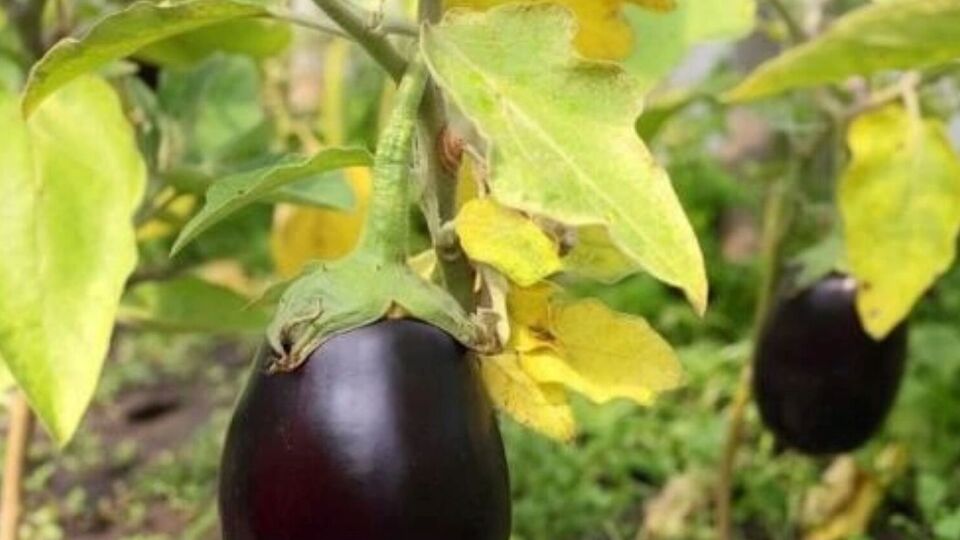 Автор канала советует оборвать поврежденные листья