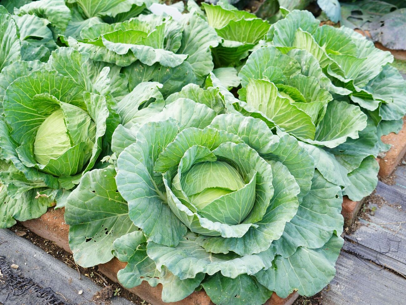 Капусту удобрением из мела нужно подкормить трижды за сезон