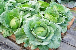 Капусту потрібно підживлювати добривом із крейди тричі за сезон