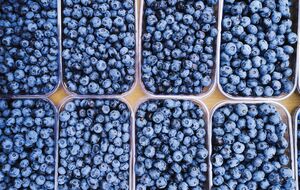 Масово лохина з українських господарств почне надходити у продаж уже з наступного тижня