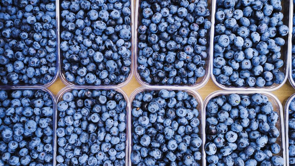 Массово голубика из украинских хозяйств начнет поступать в продажу уже со следующей недели