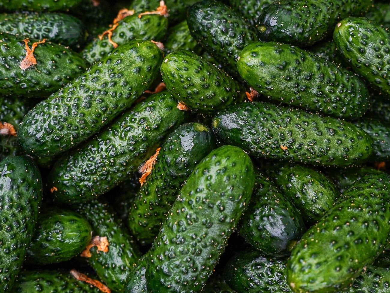 Огурцы вырастут вкусными, если подкормить их в июле