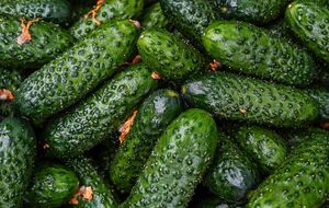 Огурцы вырастут вкусными, если подкормить их в июле