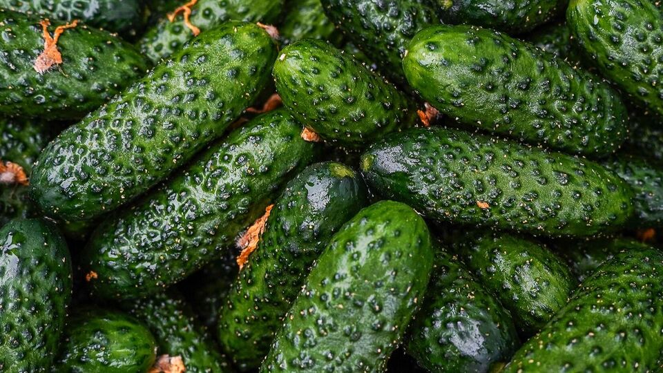 Огурцы вырастут вкусными, если подкормить их в июле