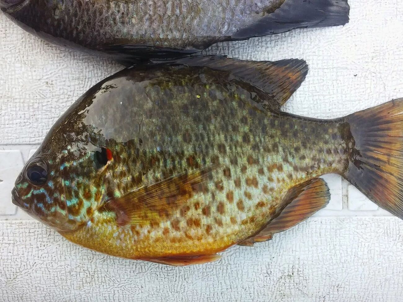 В Україні з'являються риби з інших континентів