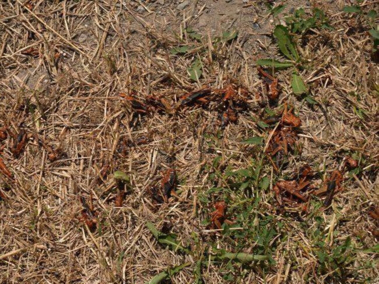 Первые сообщения о саранче в Запорожской области начали появляться в июне