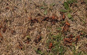 Первые сообщения о саранче в Запорожской области начали появляться в июне