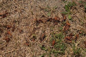 Первые сообщения о саранче в Запорожской области начали появляться в июне