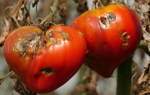 Для оброблення томатів перед збиранням урожаю важливо дібрати препарат із коротким строком очікування