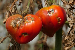 Для обработки томатов перед сбором урожая важно подобрать препарат с коротким сроком ожидания