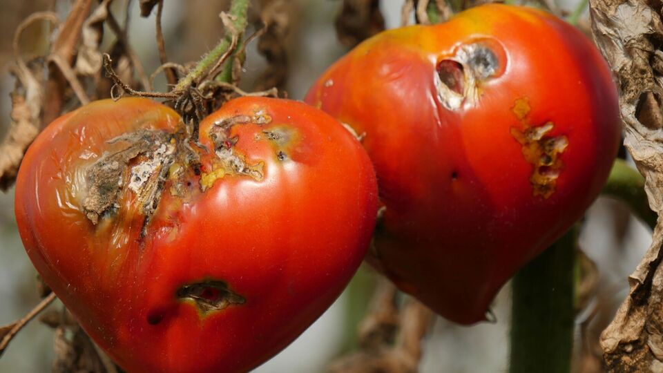 Для обработки томатов перед сбором урожая важно подобрать препарат с коротким сроком ожидания