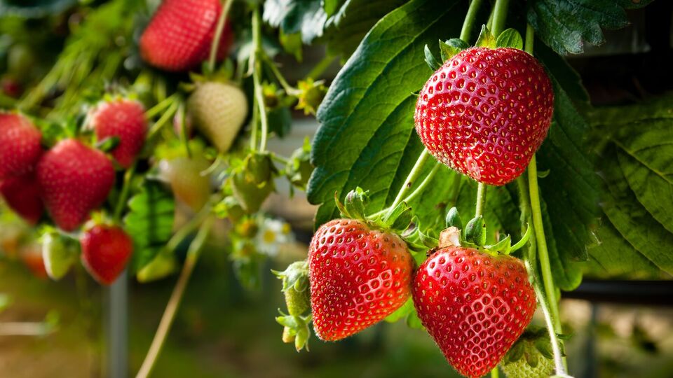 Важно посадить молодые кусты клубники в июле, чтобы они успели укорениться