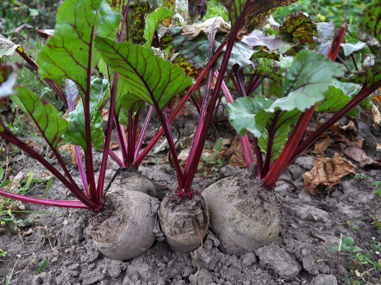 Свекла порадует урожаем после секретной подкормки