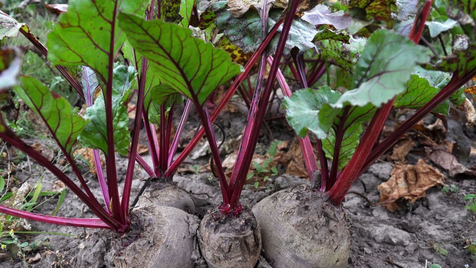 Свекла порадует урожаем после секретной подкормки