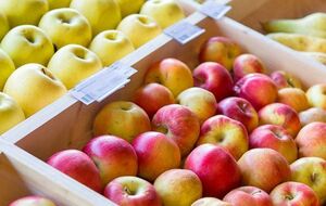 Баштанник: Яблука немає де зберігати на зиму